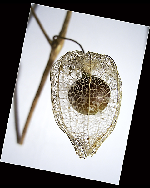 Seed In A Gilded Cage