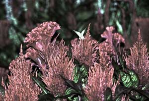 Celosia in Copper