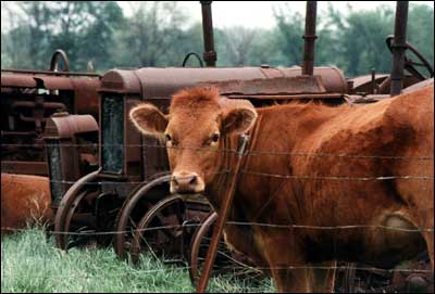 Cow amidst rusting tractors